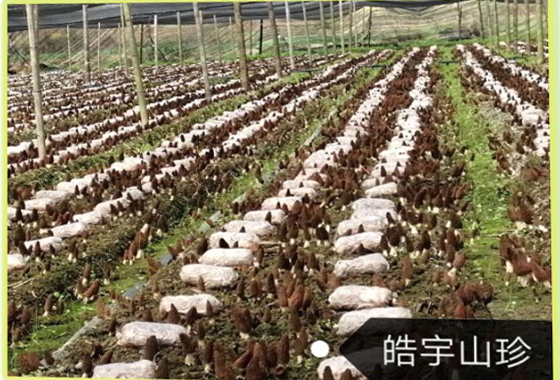 &#24320;&#20113;&#40;&#20013;&#22269;&#41;&#75;&#97;&#105;&#121;&#117;&#110;